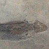  Apateon pedistris