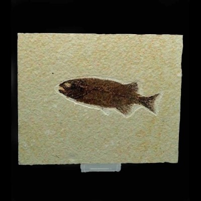 Phareodus encaustus Phareodus encaustus