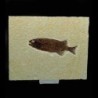 Phareodus encaustus