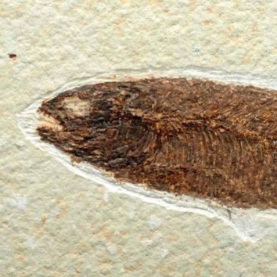 Phareodus encaustus Phareodus encaustus