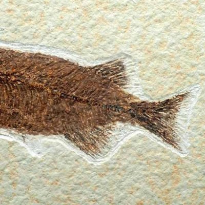 Phareodus encaustus Phareodus encaustus