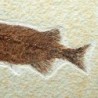  Phareodus encaustus