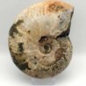 Cleoniceras besairiei