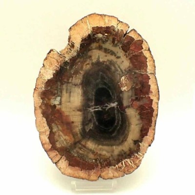 Araucaria sp. (conifera) Araucaria sp. (conifera)