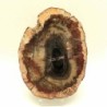 Araucaria sp. (conifera)