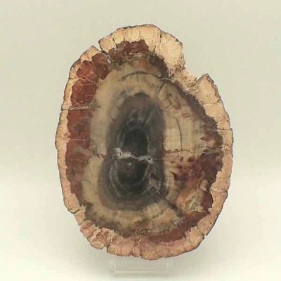 Araucaria sp. (conifera) Araucaria sp. (conifera)