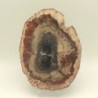  Araucaria sp. (conifera)