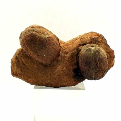 Trigonocarpus n. sp. Trigonocarpus n. sp.