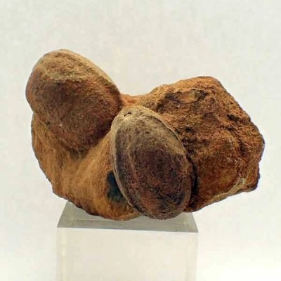 Trigonocarpus n. sp. Trigonocarpus n. sp.