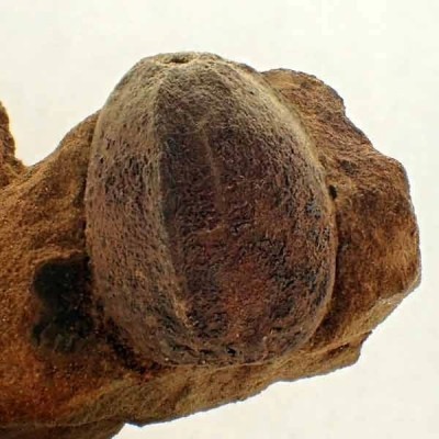 Trigonocarpus n. sp. Trigonocarpus n. sp.