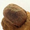  Trigonocarpus n. sp.