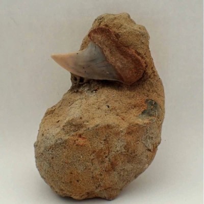 Isurus planus Isurus planus