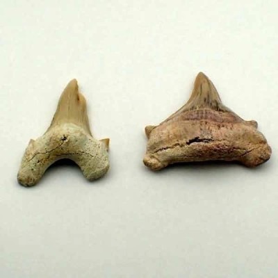 Otodus obliquus Otodus obliquus