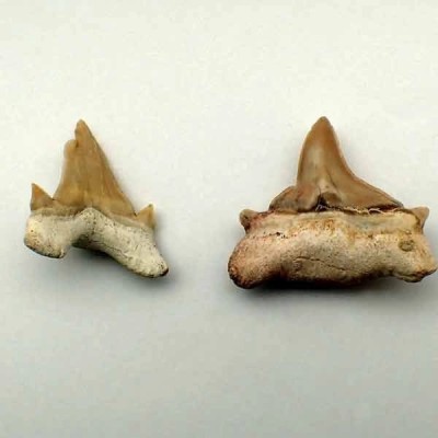 Otodus obliquus Otodus obliquus