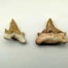  Otodus obliquus