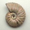 Cleoniceras madagascariense