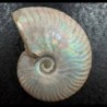 Cleoniceras besairiei