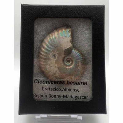 Cleoniceras besairiei Cleoniceras besairiei