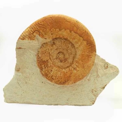Nodicoeloceras crassoides Nodicoeloceras crassoides