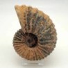 Calycoceras asiaticum