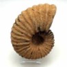  Calycoceras asiaticum