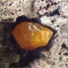  Wulfenita