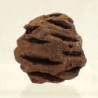 Metasequoia dakotensis