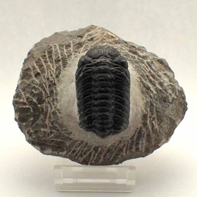Phacops granulops Phacops granulops
