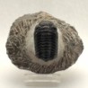 Phacops granulops