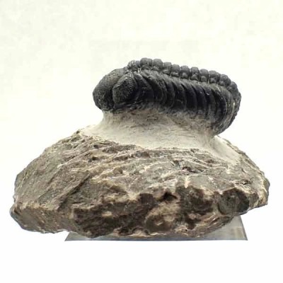 Phacops granulops Phacops granulops