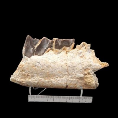 Matamynadon sp Matamynadon sp