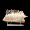 Matamynadon sp