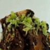  Piromorfita