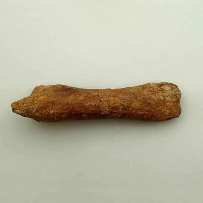 Carcharodontosaurus saharicus Carcharodontosaurus saharicus