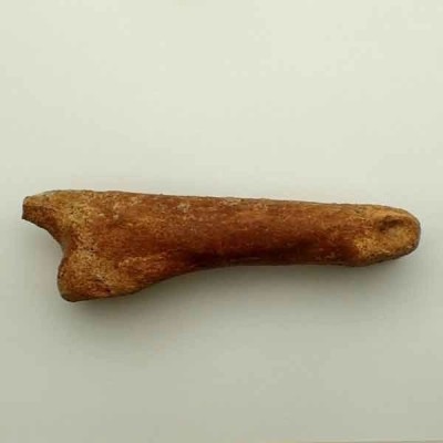 Carcharodontosaurus saharicus Carcharodontosaurus saharicus