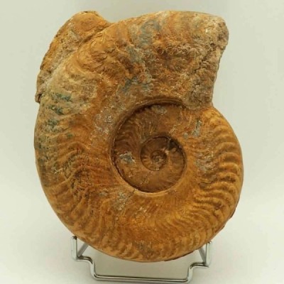 Harpoceras serpentinum