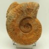 Harpoceras serpentinum