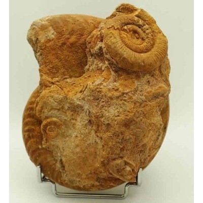  Harpoceras serpentinum