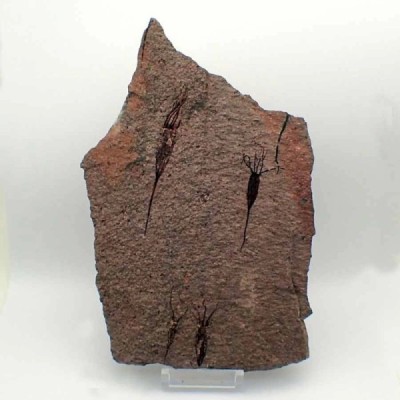 Ascocystites sp. Ascocystites sp.