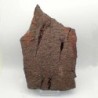 Ascocystites sp.