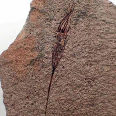 Ascocystites sp. Ascocystites sp.