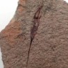  Ascocystites sp.