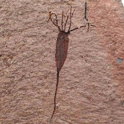 Ascocystites sp. Ascocystites sp.