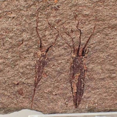 Ascocystites sp. Ascocystites sp.