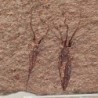  Ascocystites sp.