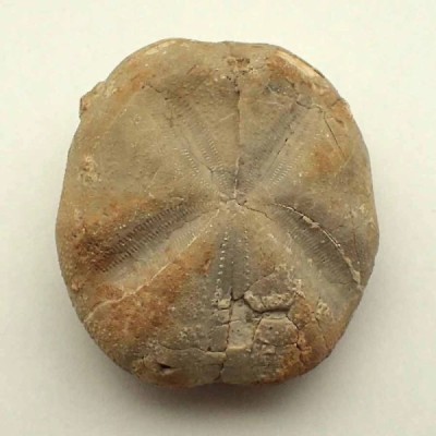 Hemiaster batnensis Hemiaster batnensis
