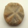 Hemiaster batnensis