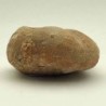  Hemiaster batnensis