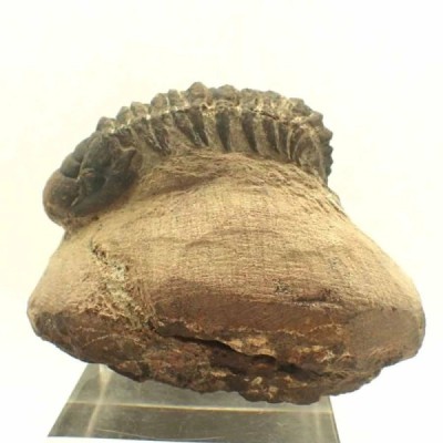 Crotalocephalus gibbus Crotalocephalus gibbus