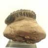 Crotalocephalus gibbus